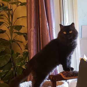 Meet your Posher, Nanette